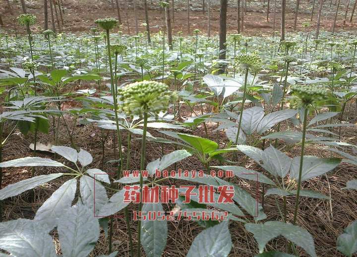 三七種植技術(shù)