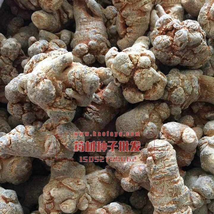 三七功效與作用