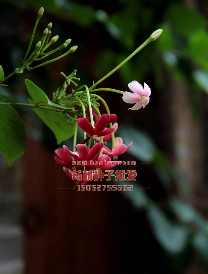 使君子種植技術(shù)