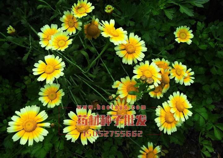 野菊花種子銷售價(jià)格