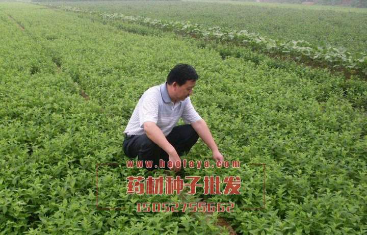 天南星種植技術