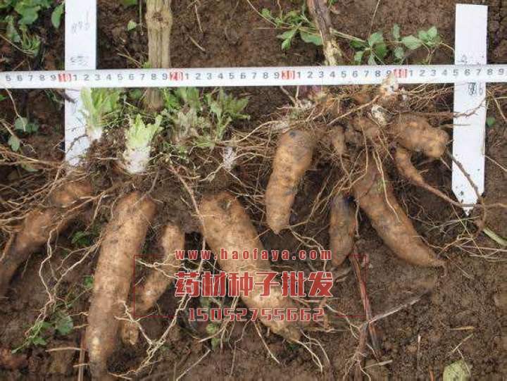 玄參功效及作用