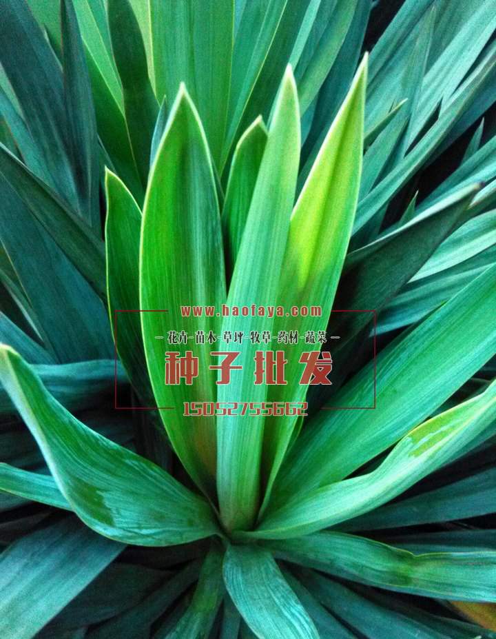 劍麻種子批發(fā)