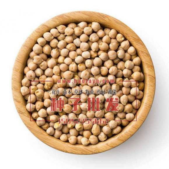 鷹嘴豆種子