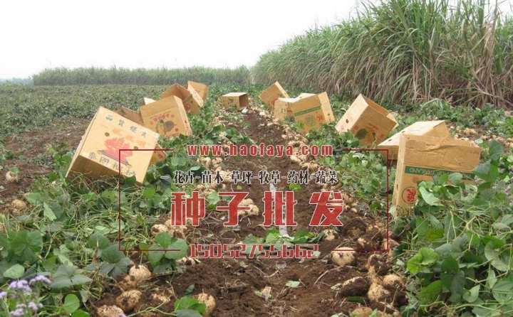 地瓜（豆薯）營養(yǎng)價值