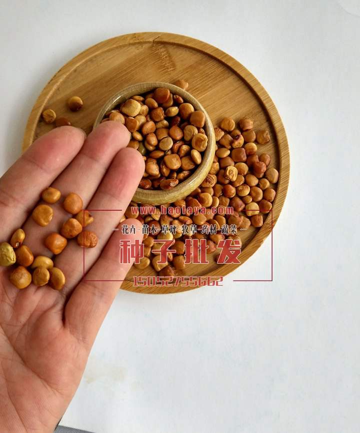 地瓜（豆薯）種子