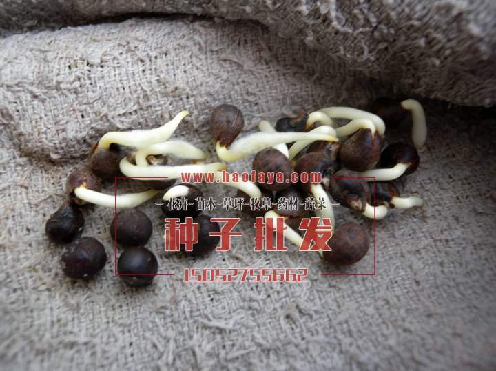 黃秋葵種子發(fā)芽了