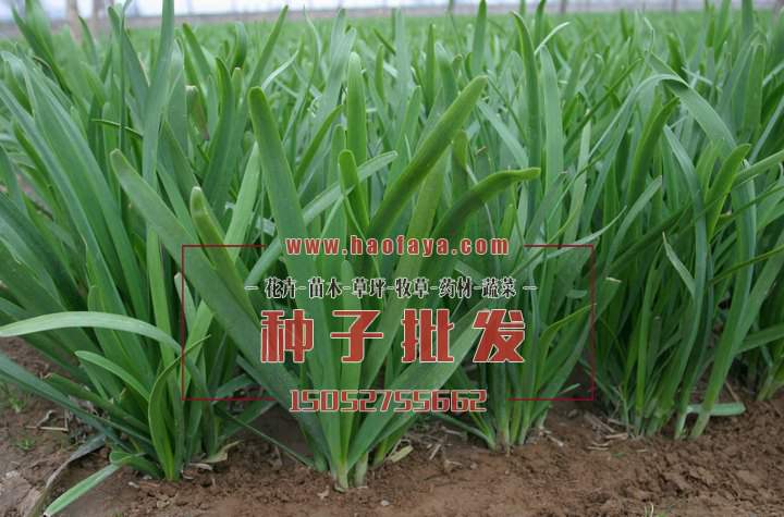 韭菜種子播種技術(shù)