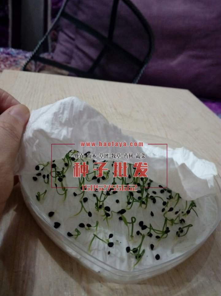 優(yōu)質(zhì)韭菜種子