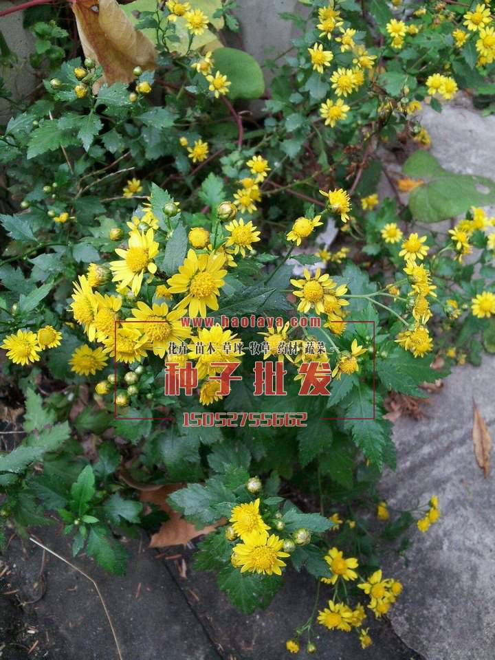 菊花腦種子發(fā)芽非常高。