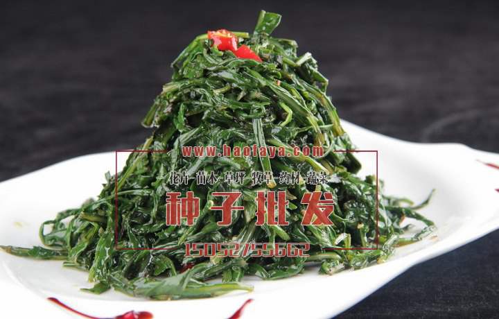 苦菜營養(yǎng)價值