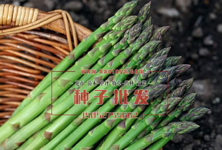 蘆筍種子
