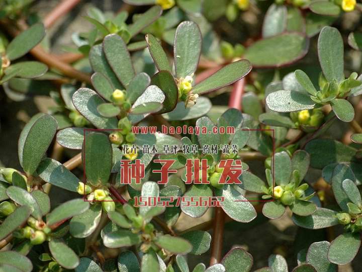 馬菜種植技術(shù)