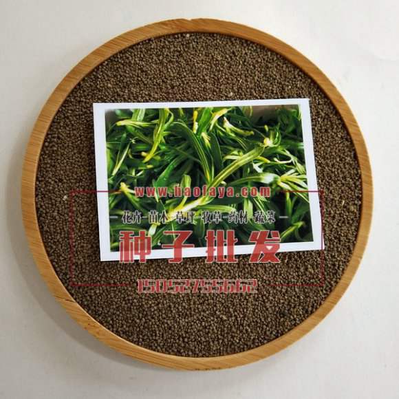 面條菜種子