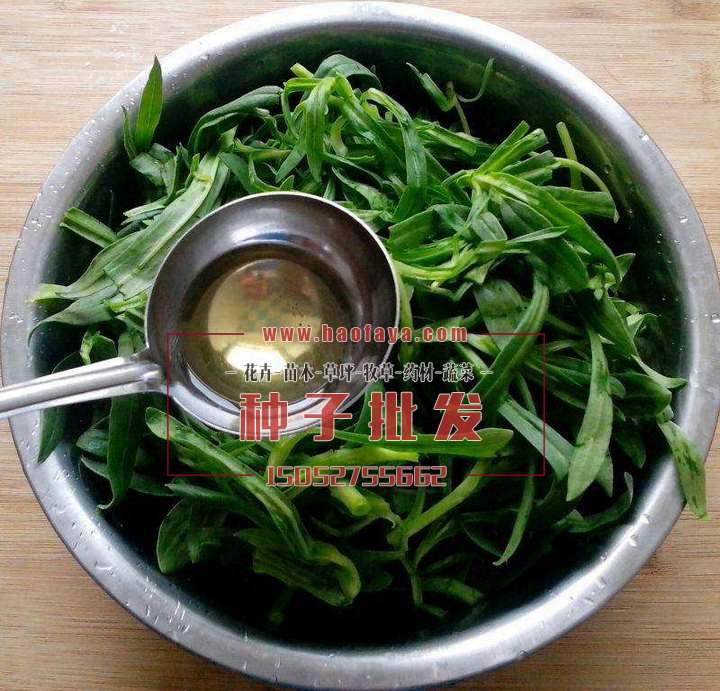 面條菜種子