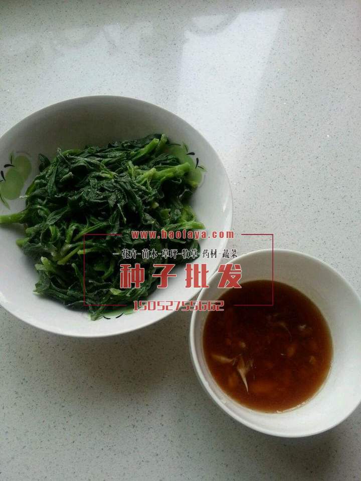苗條菜營養(yǎng)豐富