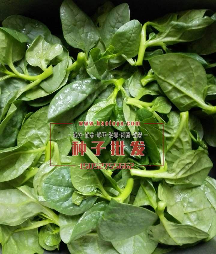 木耳菜種子播種