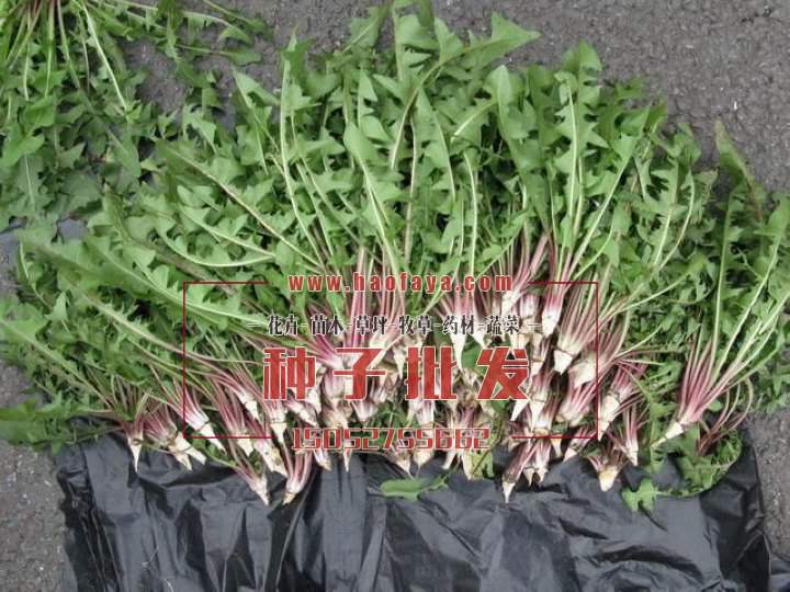 食用蒲公英種子