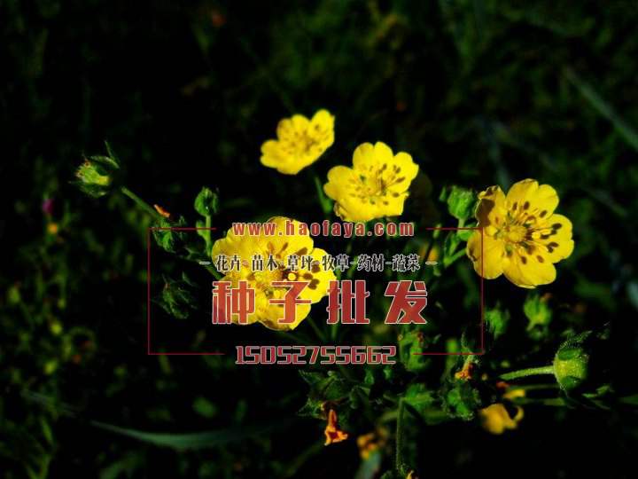 委陵菜是一種地被植物花卉