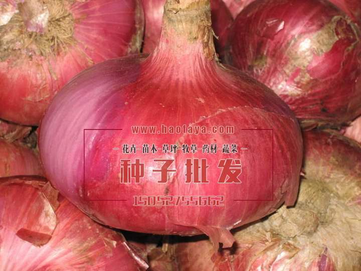 優(yōu)質(zhì)洋蔥種子
