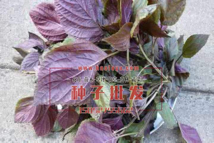 紫蘇種植技術(shù)