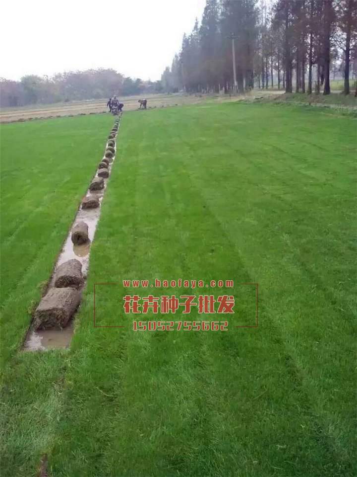 狗牙根種子批發(fā)