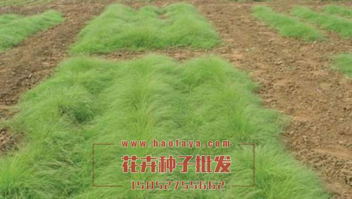 野牛草種子播種技術(shù)