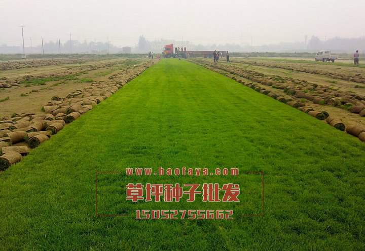 早熟禾種子播種