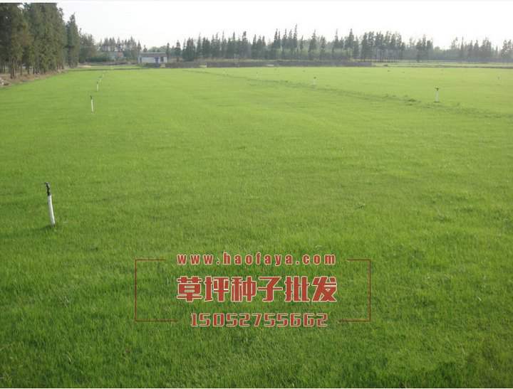 早熟禾草坪種子