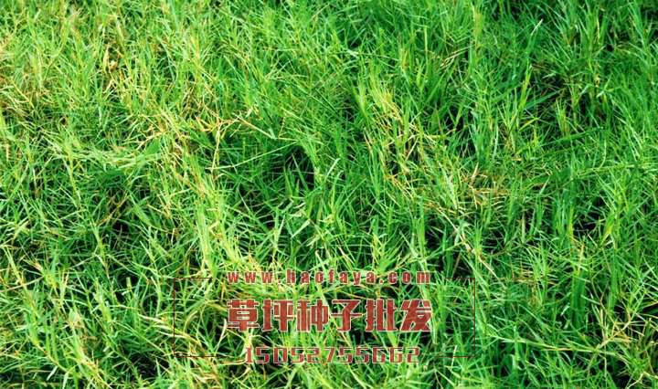 中華結(jié)縷草種子