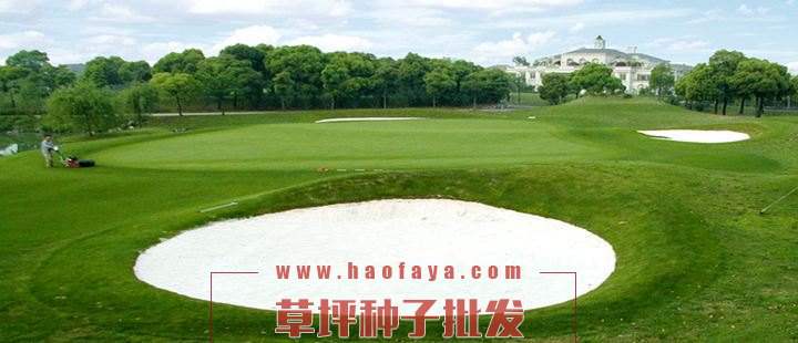 日本結(jié)縷草