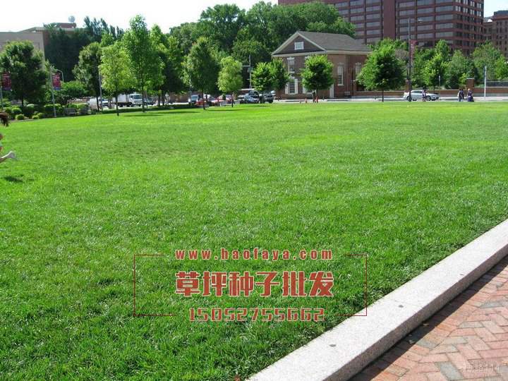 臺(tái)灣草種子