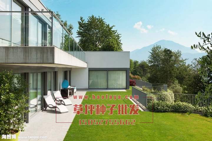 天鵝絨草坪種子批發(fā)