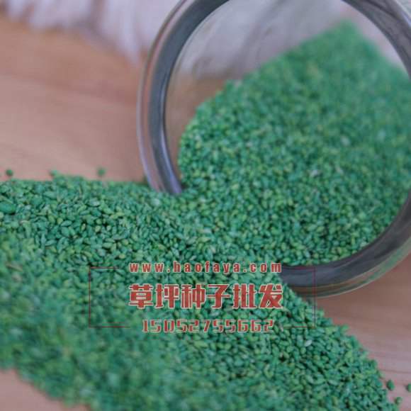 果嶺草草坪種子