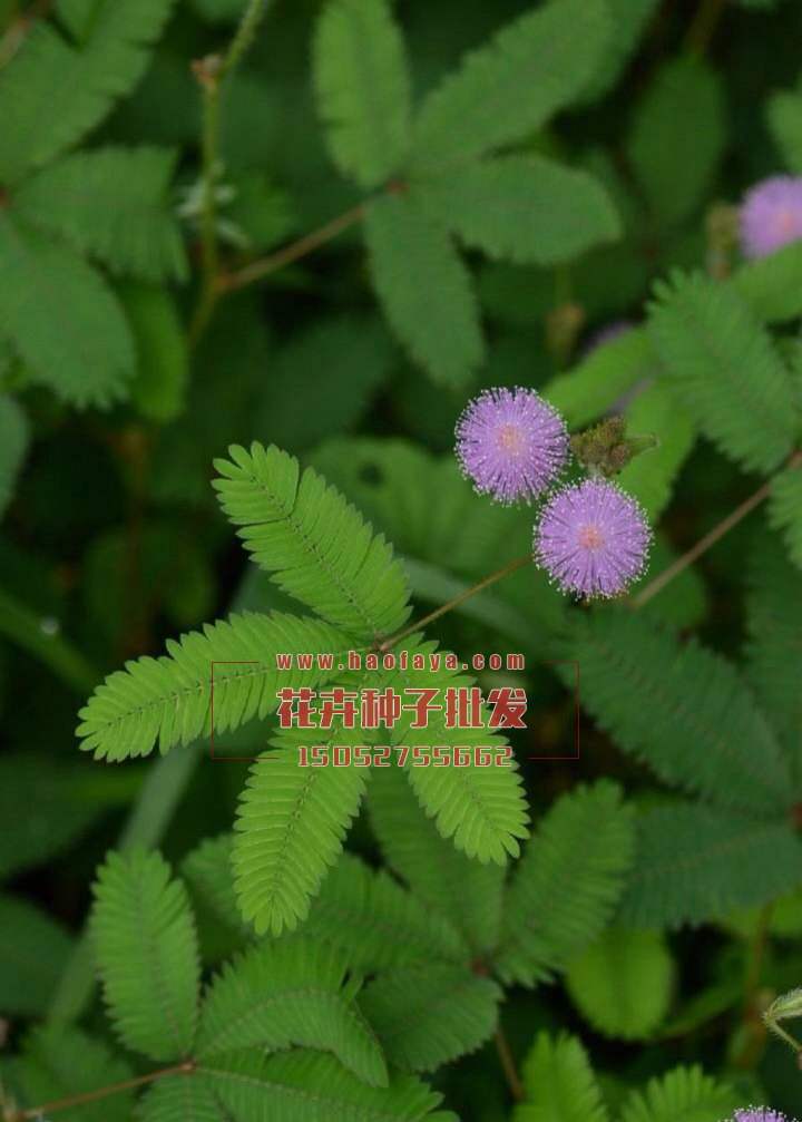 含羞草種子批發(fā)