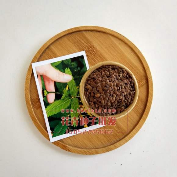 含羞草種子