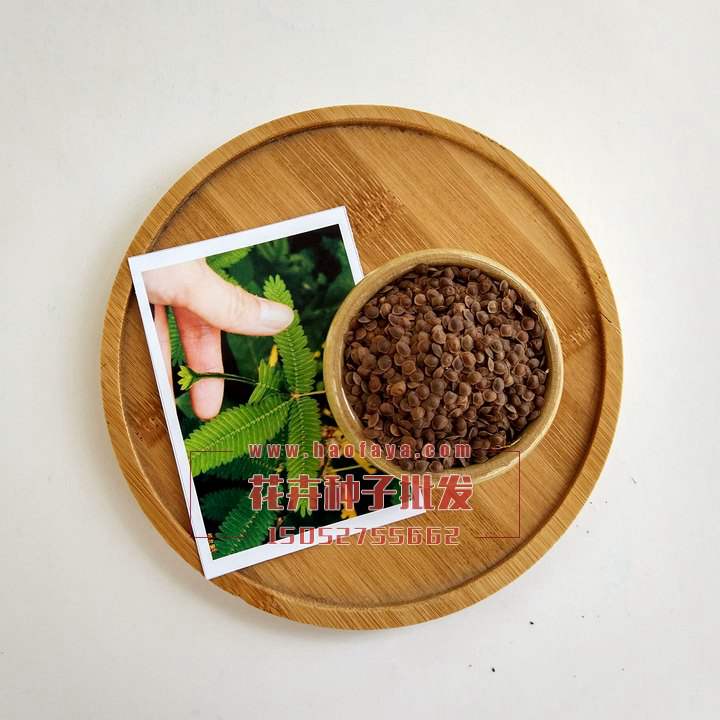 含羞草種子