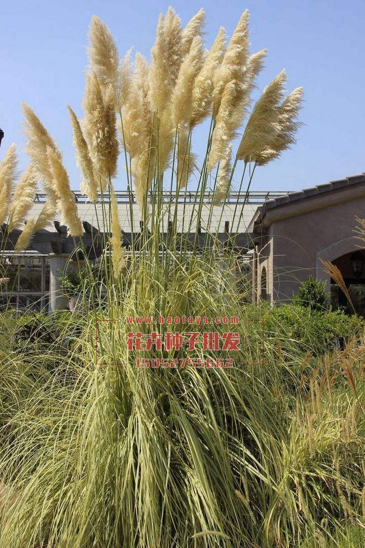 蒲葦種子批發(fā)