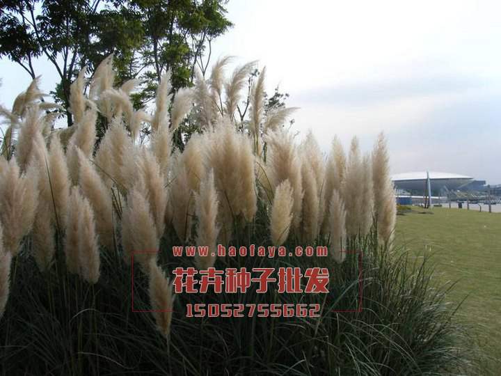 蒲葦種子公司銷售