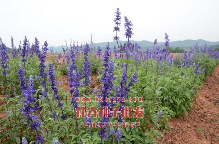 神香草種子播種栽培技術(shù)