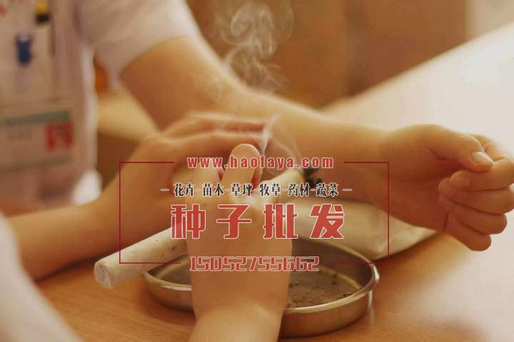 艾草種植技術(shù)