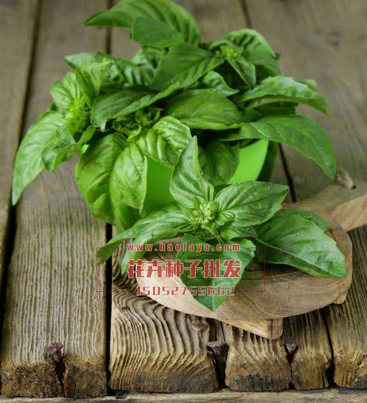 九層塔種子批發(fā)