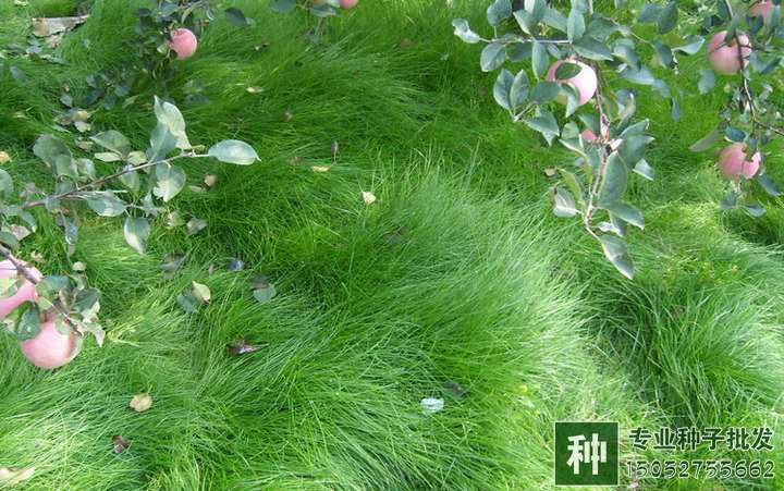 鼠茅草種子公司銷售供應(yīng)