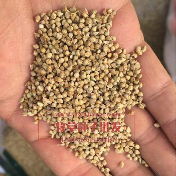 湖南稷子種子