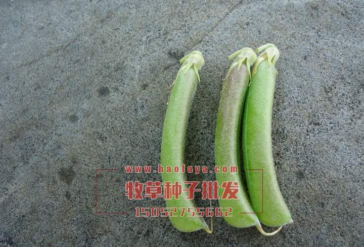 剛采集的豬屎豆種子