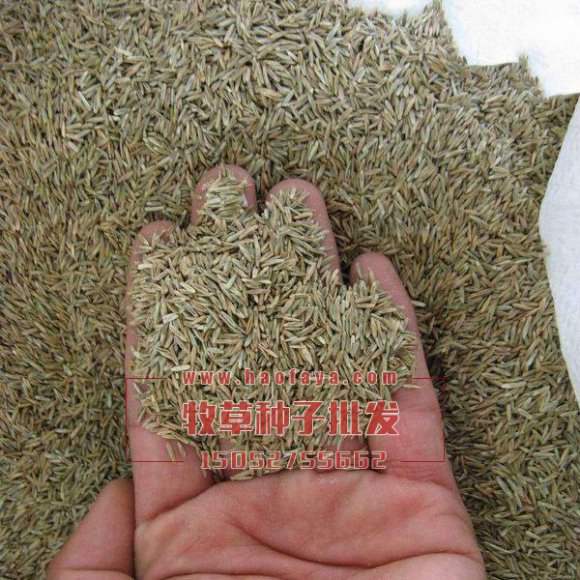 羊草種子