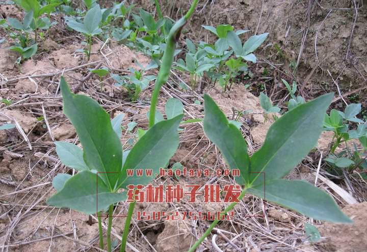 半夏種子價(jià)格