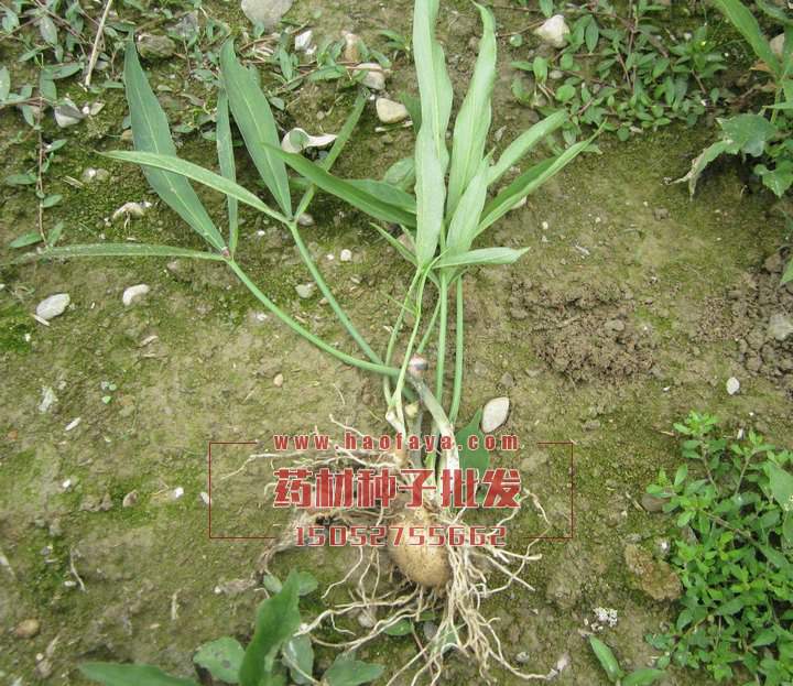 半夏栽培技術(shù)