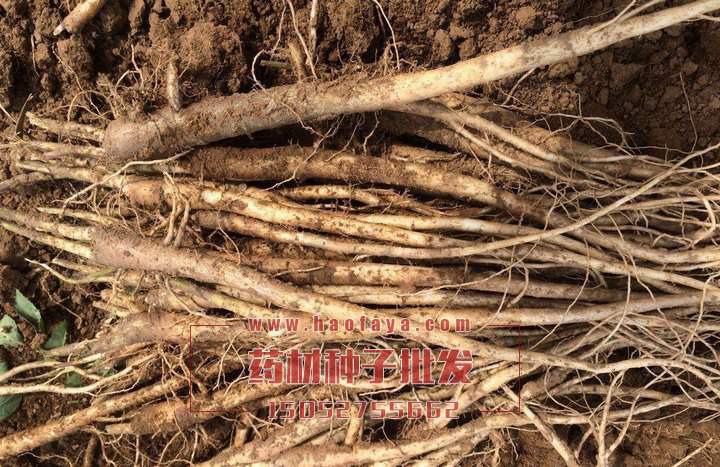 北沙參功效價值很高