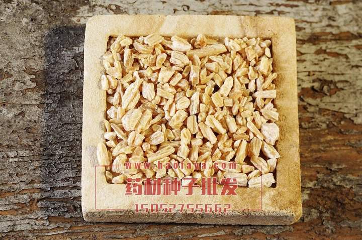 北沙參種子批發(fā)